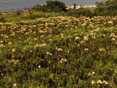 ��������̑��܂����܃V�[�T�C�h�p�[�N�ւ̓��e�ʐ^1