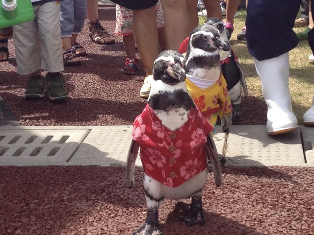 yMDɂ͂܂ȂU_uzupC̉wCJh