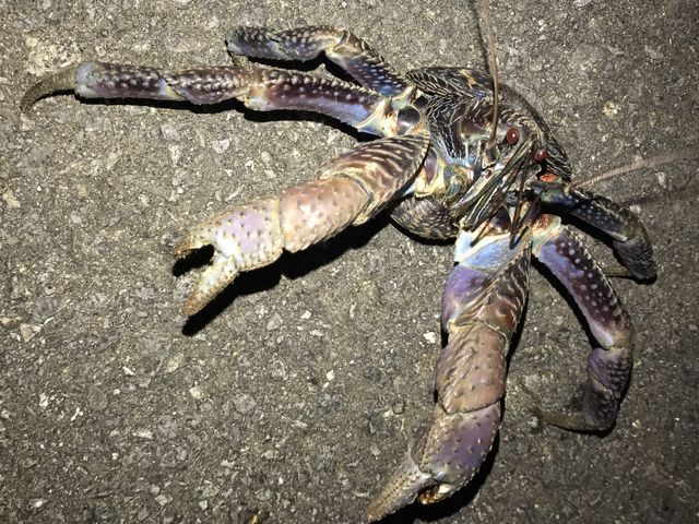 ���V�K�j_�Ί_�����W���[�K�C�hESCAPE