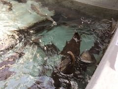 WÃT[ȊwفiTP̐فj̎ʐ^1