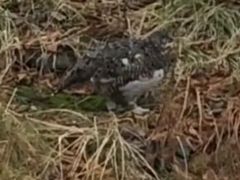 ~geB̗RAy[gyxRzւ̓eʐ^1