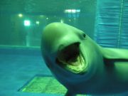 ׂ̋{فu݂₶}v̓eʐ^1