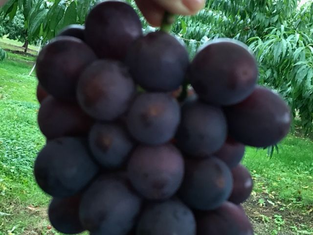 �傫�ȗ��̋���_�܂邦�ό��ʎ���