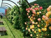 C̍űu[YK[fv̓eʐ^1