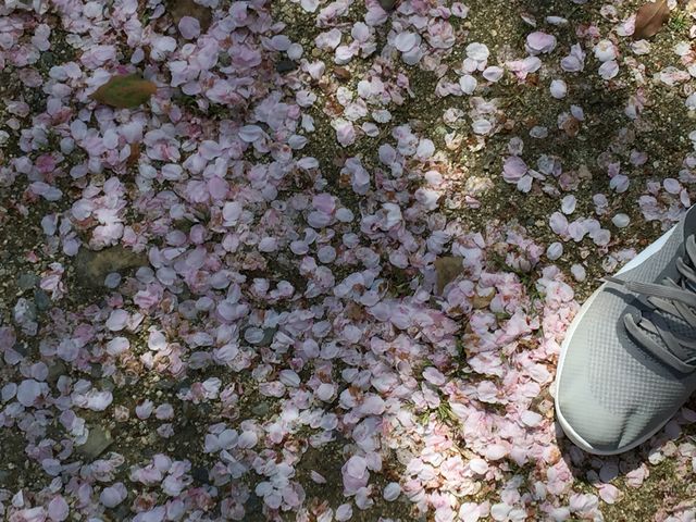 ���J�̍�_���c�R�A����