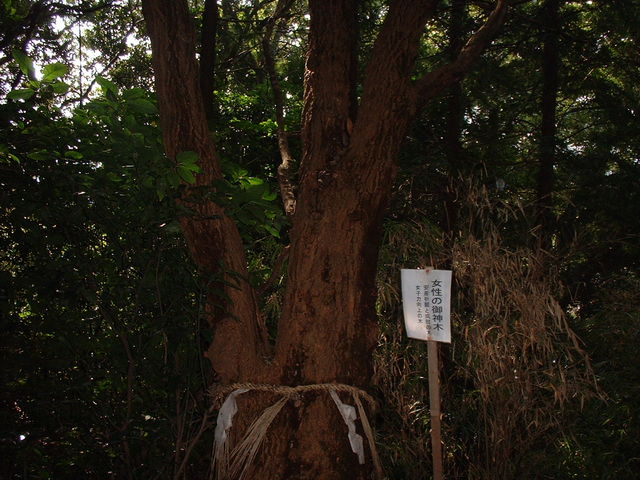 Ԃ񂳂̐{_Ёi_j̓eʐ^4