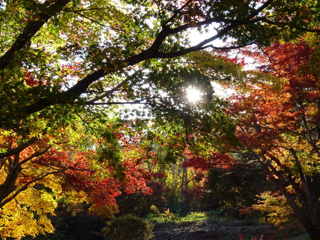 �ԂƗ��j�̋��@�ւ̕@