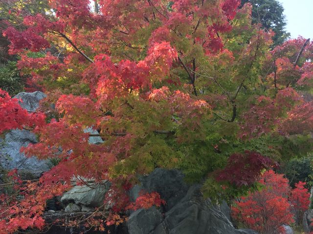 ꕔgtĂȂꏊ̂ŁA猩ł͂ȂƎv܂A[܂__