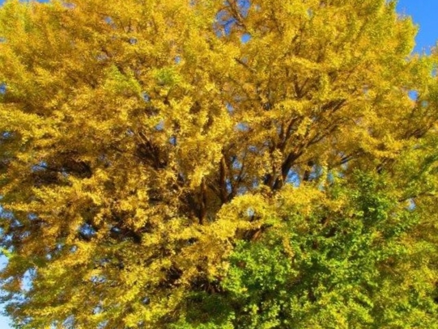 �J�����ɓ��肫��܂���_������㏬�w�Z�̑���