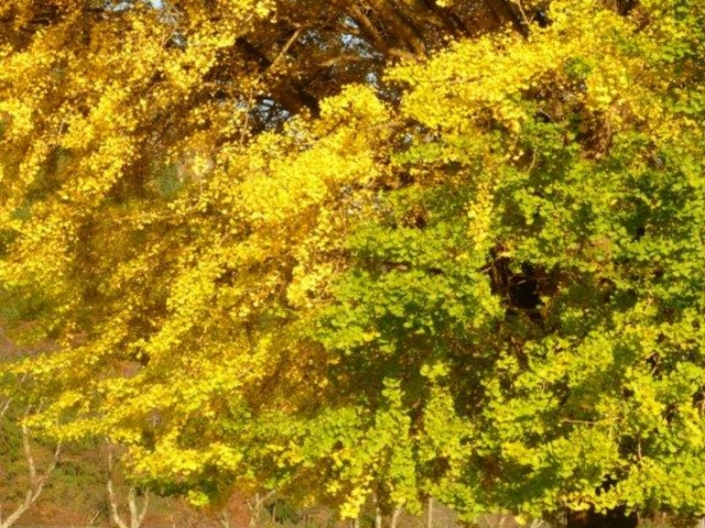 �x���`����u���Ă���Ԃ����񂿂�񂪍����Ă��Đe�䂳�񂪎ʐ^���Ƃ��Ă��܂���_������㏬�w�Z�̑���