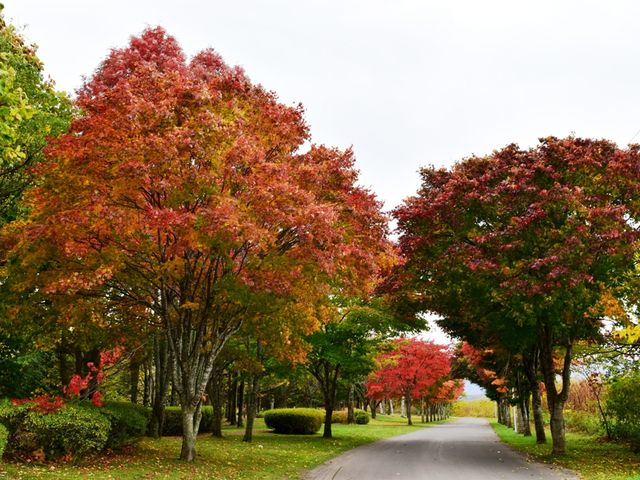 ��������_���Ό��������t��
���������艷�򂩂�k������_���h�������艷�򃌃C�N�C��