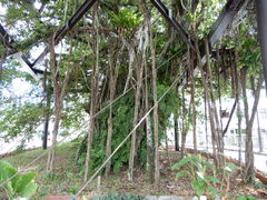 �`��������̖���̂Ђ�Ղ�K�W���}���ւ̓��e�ʐ^1