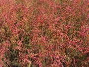 poporoñV`\En̓eʐ^2