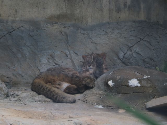 沖縄こどもの国 Okinawa Zoo Museum アクセス 営業時間 料金情報 じゃらんnet