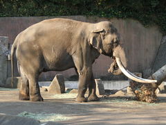 �P������񂳂�̋��򎩑R�����ւ̓��e�ʐ^1