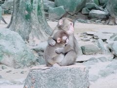 抱き合う兄弟？とにかくかわいい_高崎山自然動物園