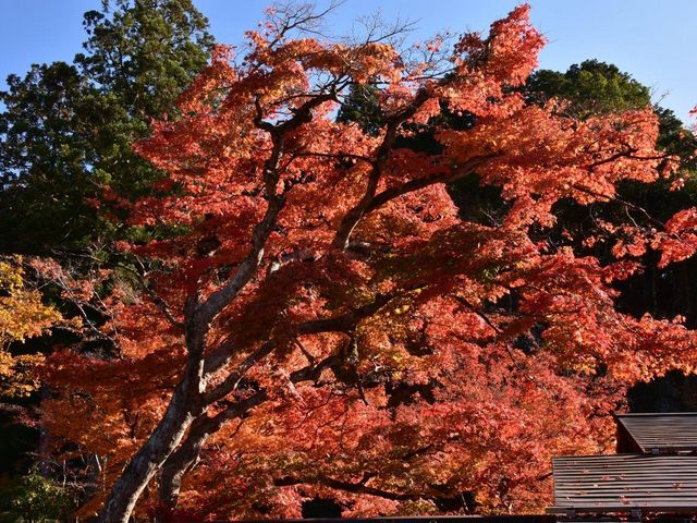 �����T��(�g�t)_�����T���Ă�����