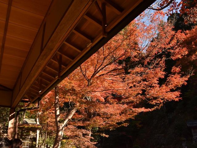 �����T��(�g�t)_�����T���Ă�����