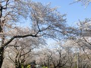 낿񂳂̏郖J̓eʐ^1