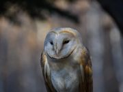 ʂ̔][gr̕t@~[h̓eʐ^1