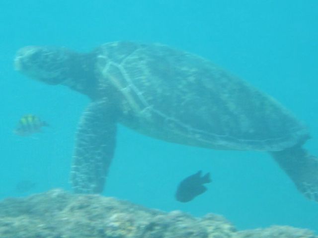 �E�~�K���I_�_�C�r���O�V���b�v�@�l�o�[�����h