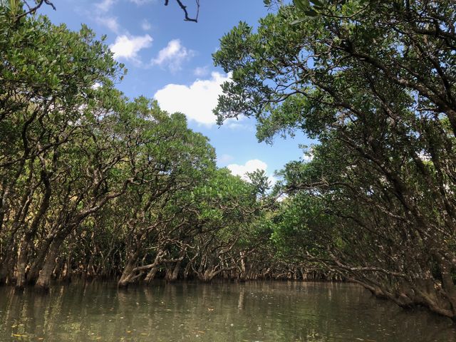 �i�F�Ƃ��Ă͍D��_�}���O���[�u�J�k�[�c�[�����O