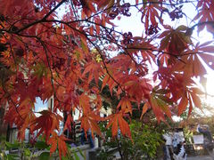 ぴーこちゃんさんの聖宝寺庭園への投稿写真1