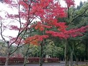 񂿂񂳂̎l̐X̓eʐ^1