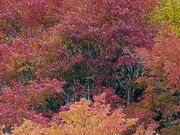 shy����̉���Ղ̍g�t�̓��e�ʐ^1