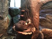 ݂͂悤̂Ȋق̓eʐ^1