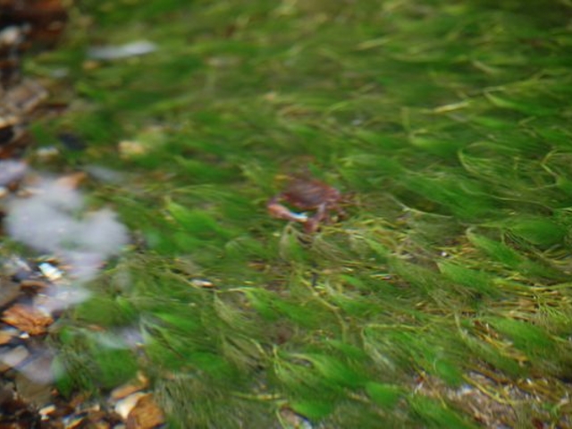 �~�Ԃ��ƃJ�j_����E�n����̔~�ԑ�