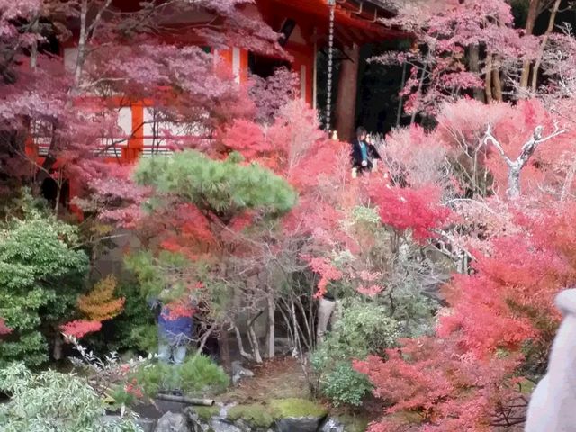 ���N�̍g�t�̓s���N�H�I_�����哰