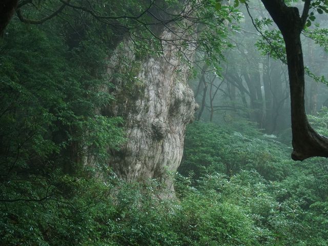 �ꕶ��_���v���K�C�h�c�A�[