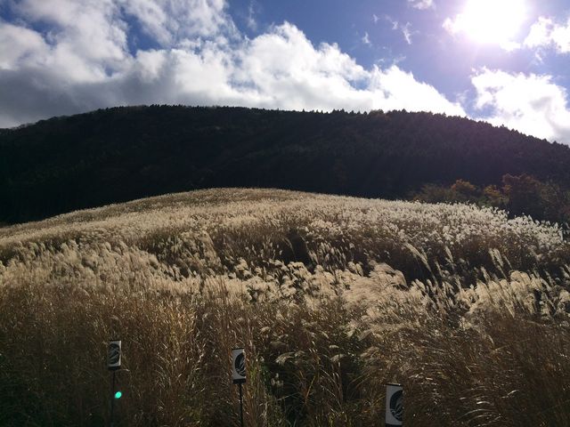 �����F�̃X�X�L�Ǝ��ӂ̎R�X�Ɛ�̃R���g���X�g�������ł����B_��Ό�����