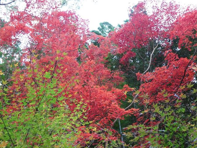 ���p�ْ�̖��c�̍g�t�ł�(^.^)_�������͌����p��