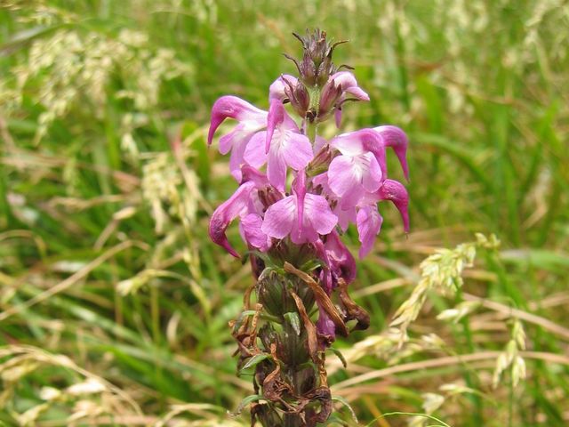 ���c�o�V�I�K�}_�I���t����