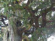 lhm`lh̏莛̃rNV̓eʐ^1