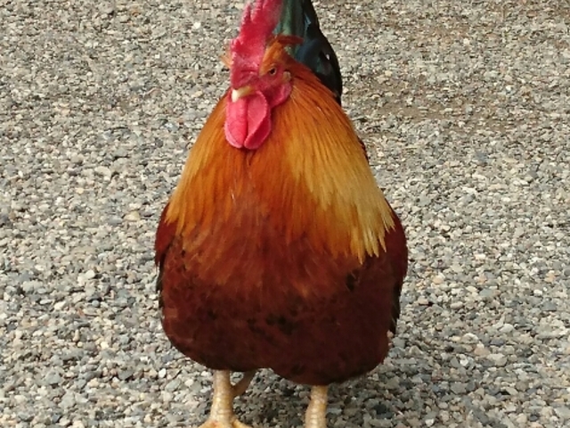 �����ɂ�_�䈢�h�_��