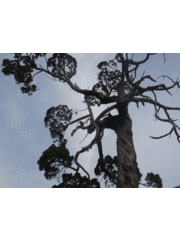 ney����̐������̃C�u�L�̓��e�ʐ^2