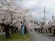 takabooさんの大宮通りの桜並木への投稿写真3