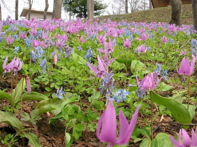 ṼJ^NAG]GSTN_]Oʎ҂̋O[p[N