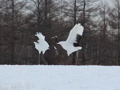 yk̒ߋEɓ^`ETN`Aւ̓eʐ^2