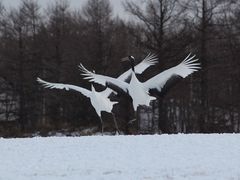 yk̒ߋEɓ^`ETN`Aւ̓eʐ^4