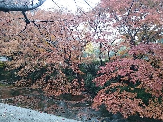 ���ԏ�̂������̍g�t_�v�R������n��