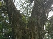 e񂳂̐ԍX_Ђ̓eʐ^4