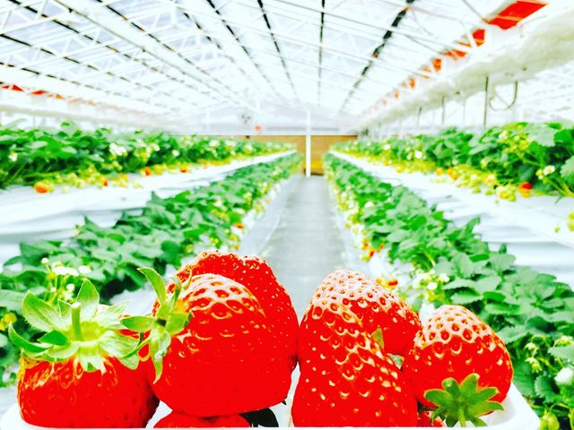 W[V[ȊÂC`S_BERRYHOUSE