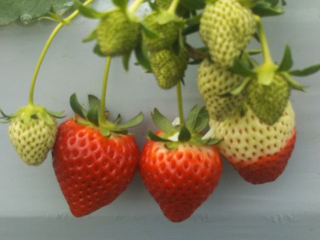 ��������̗��ł�����H�ׂĂ��Ȃ��Ȃ�܂���(��)_�t�@�[�}�V�A�v��