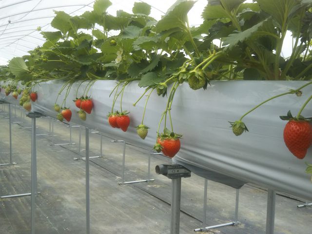 ���炵�����ꉺ����R���g���X�g���ō��ł��I_�t�@�[�}�V�A�v��