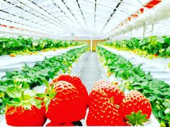 ȂBERRYHOUSEւ̓eʐ^1