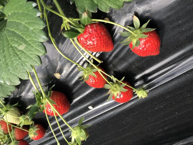 �^���ԂȂ���������������ł���!!!_�������t�@�~���[�_��